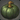 Island Pumpkin