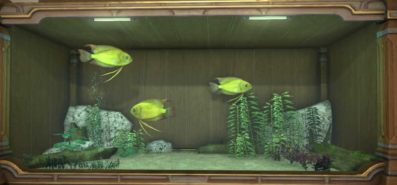 File:Elder Gourami tank 1.png