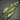 Highwood Leaffish