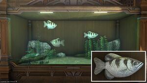 Three Archerfish in a Tier 4 Aquarium with a close-up.