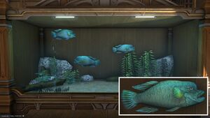 Three Jasperheads in a Tier 4 Aquarium with a close-up.