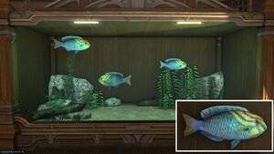 Three Ka Puyhu in a Tier 4 Aquarium with a close-up.