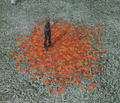 Thumbnail for version as of 19:21, 12 May 2026