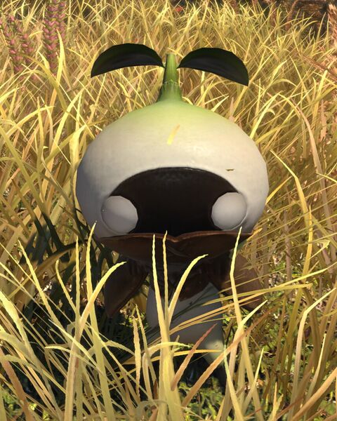File:Shroud Mandragora.jpeg
