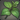 Islewort