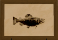 Rainbow Trout print.png