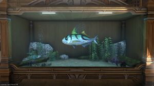 A Roosterfish in a Tier 4 Aquarium.