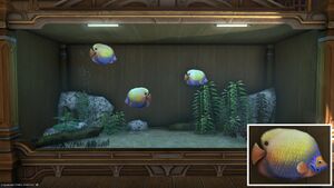 Three Angelfish in a Tier 4 Aquarium with a close-up.