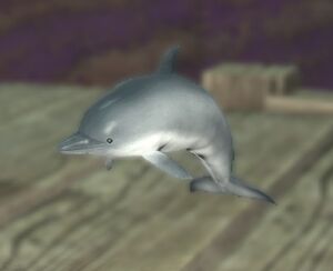 Dolphin calf1.jpg