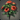 Brushflower