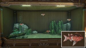 Four Dravanian Squeakers in a Tier 4 Aquarium with a close-up.