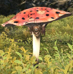 Stumbling Funguar Standing Still during daylight