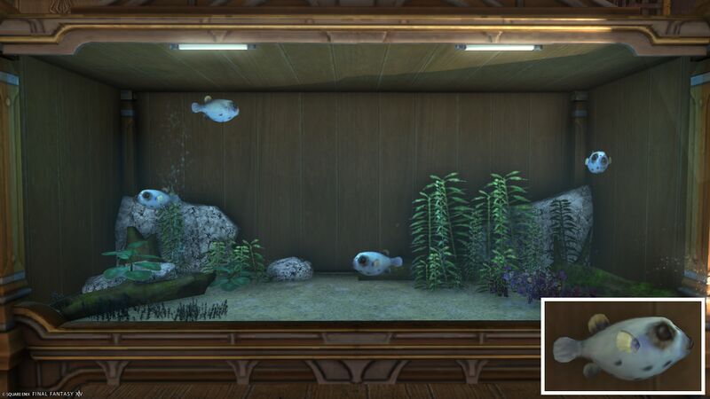 File:Aquarium Preview Dog-faced Puffer.jpg