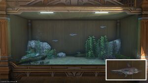 Four Onihiges in a Tier 4 Aquarium with a close-up.