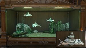 Three Imperial Pleco in a Tier 4 Aquarium with a close-up.