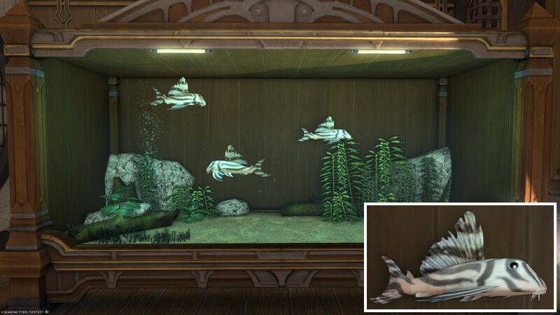 File:Aquarium Preview Imperial Pleco.jpg