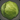 Island Cabbage