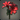 Scarlet Ligaka Leaf