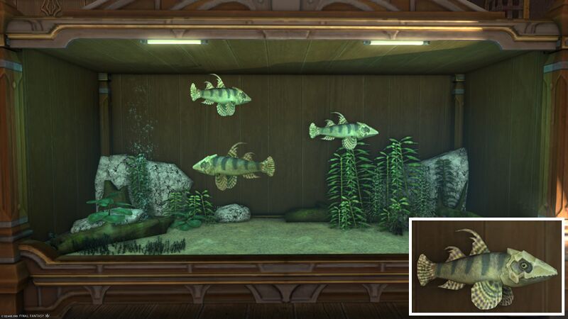 File:Aquarium Preview Dragonhead.jpg