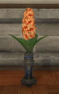 Orange Hyacinths