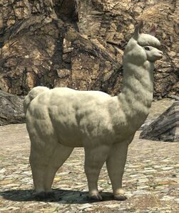 Alpaca