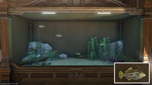 Four Shallows Sots in a Tier 4 Aquarium with a close-up.