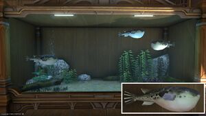 Three Blowfish in a Tier 4 Aquarium with a close-up.