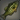 Auxesian Peacock Bass