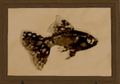 Thumbnail for version as of 00:27, 13 April 2026