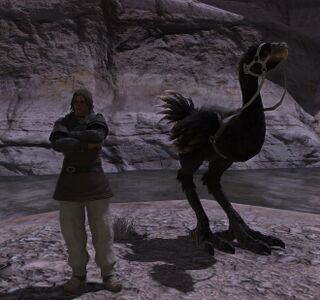 Battle-scarred Veteran