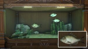 Three River Bream in a Tier 4 Aquarium with a close-up.
