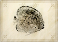 Thumbnail for version as of 17:10, 28 April 2026