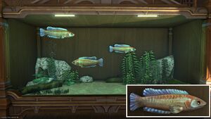 Three Nagxian Mullets in a Tier 4 Aquarium with a close-up.