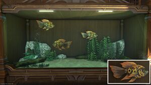 Three Marble Oscars in a Tier 4 Aquarium with a close-up.