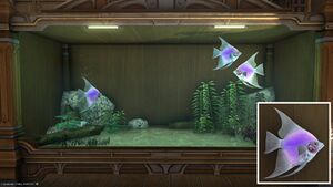 Three Noblefish in a Tier 4 Aquarium with a close-up.
