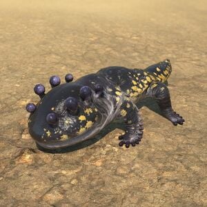 Salamander