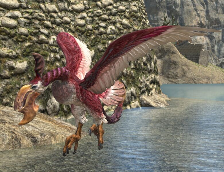 File:Ruby Hornbill.jpg