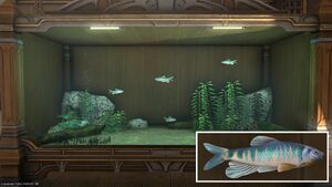 Four Chubs in a Tier 4 Aquarium with a close-up.